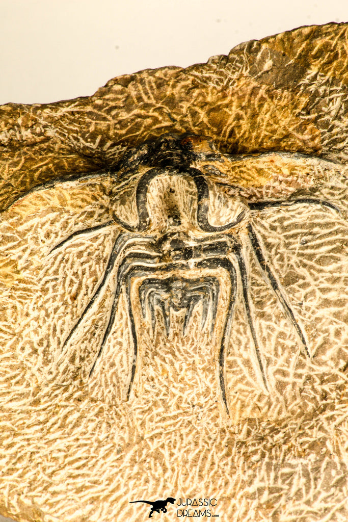 30738 - Partial Prepared 2.94 Inch Dicranurus monstrosus Lower Devonian Trilobite