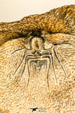 30738 - Partial Prepared 2.94 Inch Dicranurus monstrosus Lower Devonian Trilobite