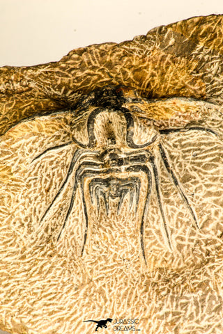 30738 - Partial Prepared 2.94 Inch Dicranurus monstrosus Lower Devonian Trilobite