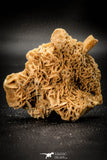 07944 - Top Beautiful 3.36 Inch Desert Rose (Selenite) - Sahara Desert