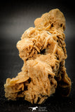 07944 - Top Beautiful 3.36 Inch Desert Rose (Selenite) - Sahara Desert