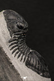 07987 - Nicely Prepared 1.77 Inch Paralejurus spatuliformis Devonian Trilobite