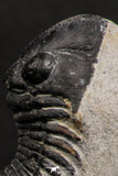 07987 - Nicely Prepared 1.77 Inch Paralejurus spatuliformis Devonian Trilobite