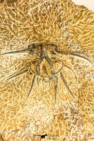 30739 - Partial Prepared 2.33 Inch Dicranurus monstrosus Lower Devonian Trilobite