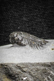 22036 - Top Rare Lichid Trilobite 0.68 Inch Acanthopyge (Lobopyge) bassei Lower Devonian