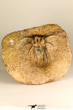 30740 - Partial Prepared 2.72 Inch Dicranurus monstrosus Lower Devonian Trilobite