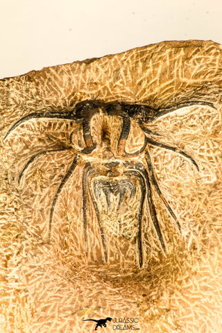 30740 - Partial Prepared 2.72 Inch Dicranurus monstrosus Lower Devonian Trilobite