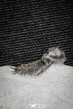 22037 - Top Rare Lichid Trilobite 0.63 Inch Acanthopyge (Lobopyge) bassei Lower Devonian
