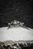 22037 - Top Rare Lichid Trilobite 0.63 Inch Acanthopyge (Lobopyge) bassei Lower Devonian