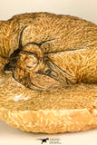 30740 - Partial Prepared 2.72 Inch Dicranurus monstrosus Lower Devonian Trilobite