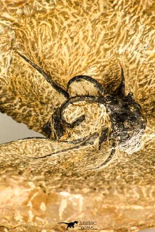 30741 - Partial Prepared 2.94 Inch Dicranurus monstrosus Lower Devonian Trilobite