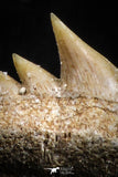 05002 - Beautiful Well Preserved 0.66 Inch Hexanchus microdon Shark Tooth