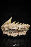 05002 - Beautiful Well Preserved 0.66 Inch Hexanchus microdon Shark Tooth