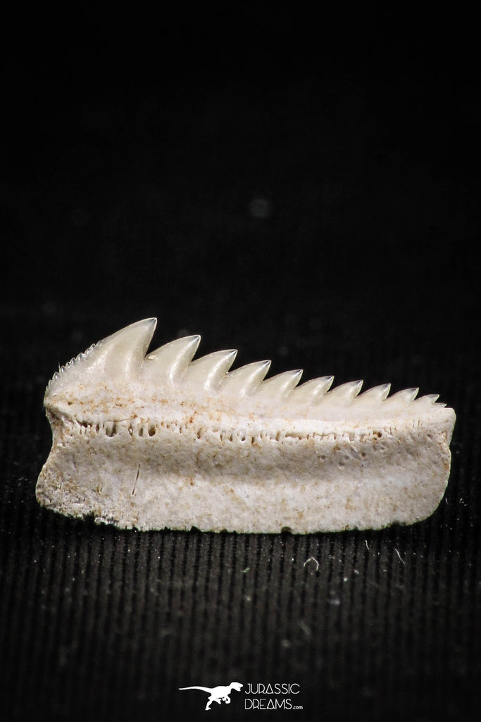 05003 - Beautiful Well Preserved 0.62 Inch Hexanchus microdon Shark Tooth