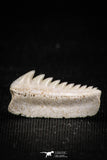 05003 - Beautiful Well Preserved 0.62 Inch Hexanchus microdon Shark Tooth