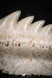 05003 - Beautiful Well Preserved 0.62 Inch Hexanchus microdon Shark Tooth
