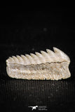 05003 - Beautiful Well Preserved 0.62 Inch Hexanchus microdon Shark Tooth