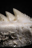 05004 - Beautiful Well Preserved 0.65 Inch Hexanchus microdon Shark Tooth
