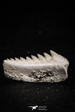05004 - Beautiful Well Preserved 0.65 Inch Hexanchus microdon Shark Tooth