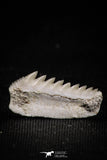 05004 - Beautiful Well Preserved 0.65 Inch Hexanchus microdon Shark Tooth
