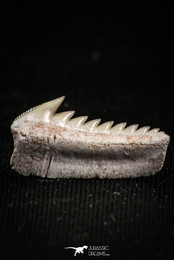 05005 - Beautiful Well Preserved 0.62 Inch Hexanchus microdon Shark Tooth