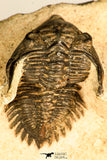 30743 - Well Prepared 1.51 Inch Metacanthina issoumourensis Lower Devonian