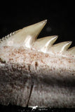 05005 - Beautiful Well Preserved 0.62 Inch Hexanchus microdon Shark Tooth