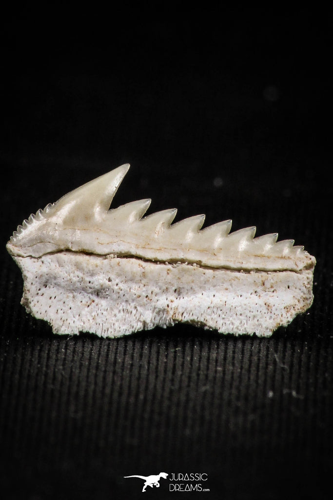 05006 - Beautiful Well Preserved 0.68 Inch Hexanchus microdon Shark Tooth