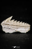 05006 - Beautiful Well Preserved 0.68 Inch Hexanchus microdon Shark Tooth