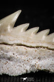 05006 - Beautiful Well Preserved 0.68 Inch Hexanchus microdon Shark Tooth