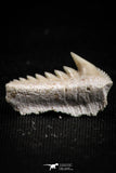 05006 - Beautiful Well Preserved 0.68 Inch Hexanchus microdon Shark Tooth