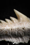 05006 - Beautiful Well Preserved 0.68 Inch Hexanchus microdon Shark Tooth