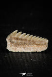 05007 - Beautiful Well Preserved 0.59 Inch Hexanchus microdon Shark Tooth