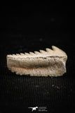 05007 - Beautiful Well Preserved 0.59 Inch Hexanchus microdon Shark Tooth