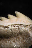 05007 - Beautiful Well Preserved 0.59 Inch Hexanchus microdon Shark Tooth