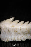 05008 - Beautiful Well Preserved 0.59 Inch Hexanchus microdon Shark Tooth