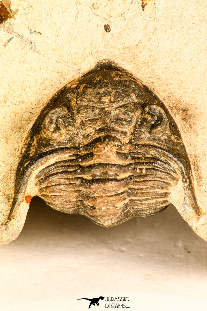 30744 - Beautiful 1.20 Inch Metacanthina issoumourensis Lower Devonian