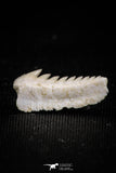 05008 - Beautiful Well Preserved 0.59 Inch Hexanchus microdon Shark Tooth