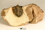 30744 - Beautiful 1.20 Inch Metacanthina issoumourensis Lower Devonian
