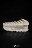 05008 - Beautiful Well Preserved 0.59 Inch Hexanchus microdon Shark Tooth