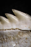 05008 - Beautiful Well Preserved 0.59 Inch Hexanchus microdon Shark Tooth