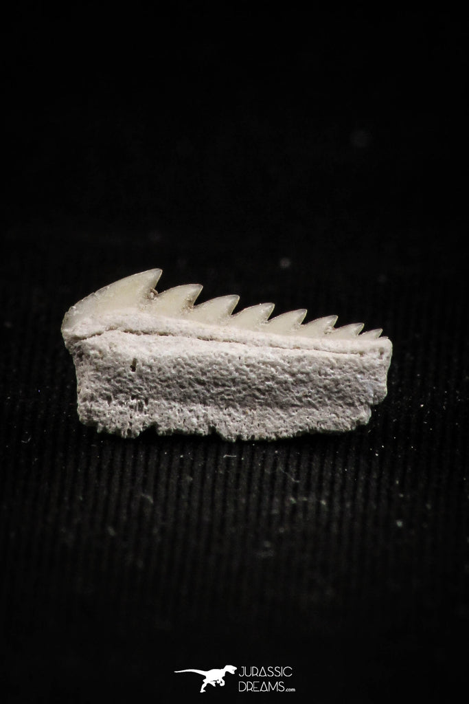 05009 - Beautiful Well Preserved 0.51 Inch Hexanchus microdon Shark Tooth