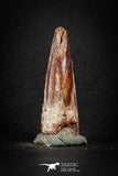 88185 - Top Beautiful Red 1.71 Inch Spinosaurus Dinosaur Tooth Cretaceous