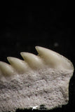 05009 - Beautiful Well Preserved 0.51 Inch Hexanchus microdon Shark Tooth