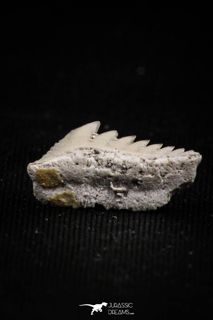 05010 - Beautiful Well Preserved 0.59 Inch Hexanchus microdon Shark Tooth