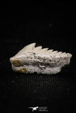 05010 - Beautiful Well Preserved 0.59 Inch Hexanchus microdon Shark Tooth