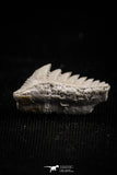 05010 - Beautiful Well Preserved 0.59 Inch Hexanchus microdon Shark Tooth