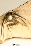 30745 - Beautiful 1.65 Inch Kettneraspis prescheri (Long Occipital Horn) Lower Devonian Trilobite