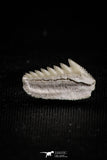 05011 - Beautiful Well Preserved 0.50 Inch Hexanchus microdon Shark Tooth