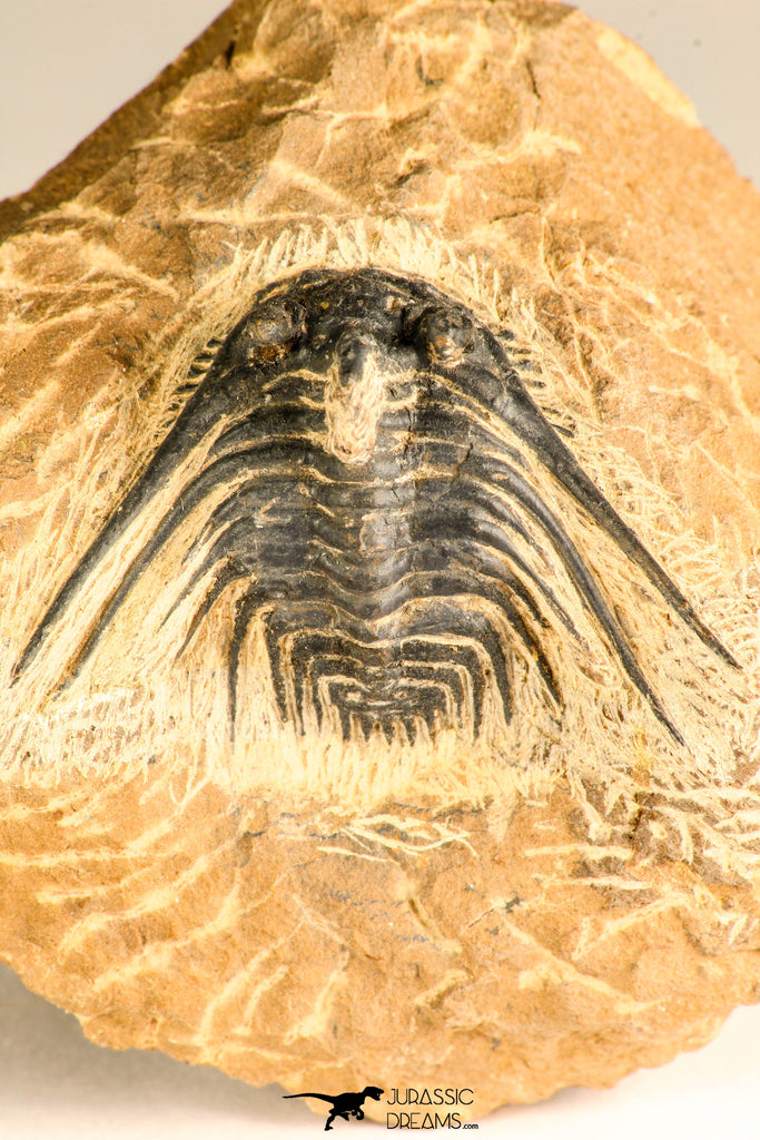 30746 - Well Prepared 1.67 Inch Kettneraspis prescheri (Long Occipital Horn) Lower Devonian Trilobite